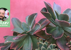 Se zavedate, kako pomembno je, da se tudi pozimi pogovarjate s svojimi rastlinami?