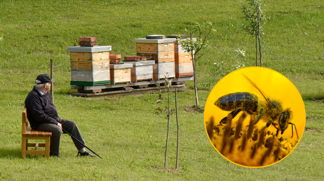 Kulturna dediščina Slovencev na varnem: Unesco zaščitil slovensko čebelarstvo in lipicance (foto: Žiga Živulović jr./Bobo/fotomontaža)