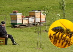 Kulturna dediščina Slovencev na varnem: Unesco zaščitil slovensko čebelarstvo in lipicance