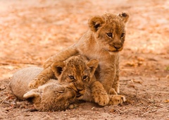 Štirje levji mladički iz Ukrajine varno prispeli čez lužo