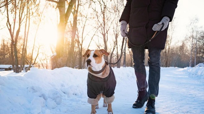 Plašček ni samo modna muha: kateri psi ga potrebujejo? (foto: Profimedia)