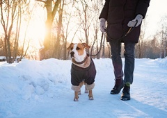 Plašček ni samo modna muha: kateri psi ga potrebujejo?