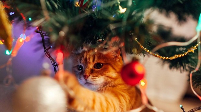 Kako mačko odvrniti od plezanja na božično drevo? (foto: Profimedia)