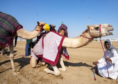 Navijači v Katarju množično jahajo do smrti izmučene kamele