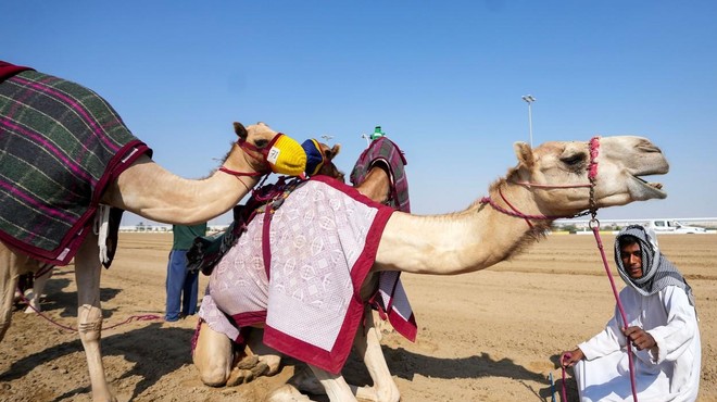 Navijači v Katarju množično jahajo do smrti izmučene kamele (foto: Profimedia)