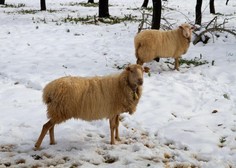 Pod Krvavcem se ovce pasejo v snegu, a očitno to moti samo živalovarstvenike