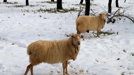 Pod Krvavcem se ovce pasejo v snegu, a očitno to moti samo živalovarstvenike