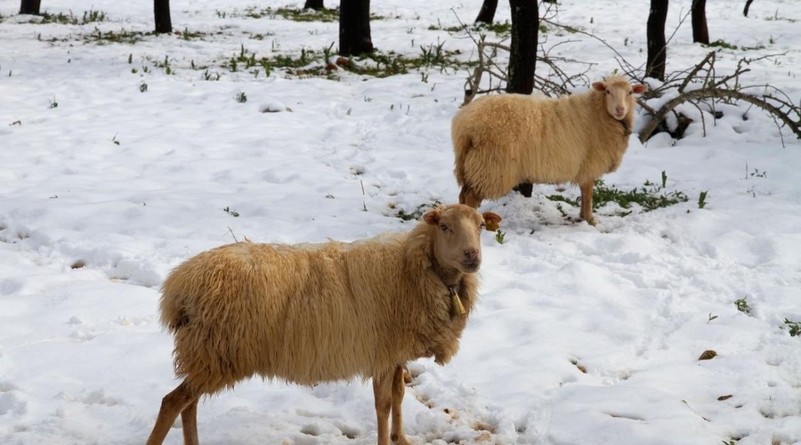 Fotografija je simbolična (foto: Profimedia)