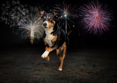 Jurij Juhant iz zavetišča Horjul: ''S posledicami pirotehnike pri živalih se srečujemo vsako leto''