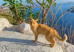 Kako je zapuščeni muc postal svetovni popotnik in zvezda na Instagramu