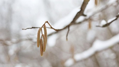 Verjetno bo letošnji januar najtoplejši od začetka meritev