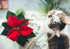 Tako strupena je v resnici božična zvezda za vaše pse in mačke