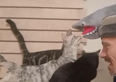 Socializacija mačk 'po horjulsko' vam bo polepšala dan (VIDEO)