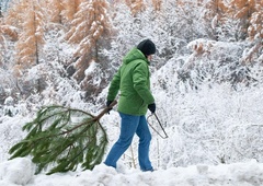 Kakšna je kazen za krajo smreke v gozdu?