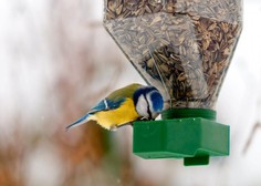 Ali pticam s tem, ko jih hranimo, res pomagamo preživeti?