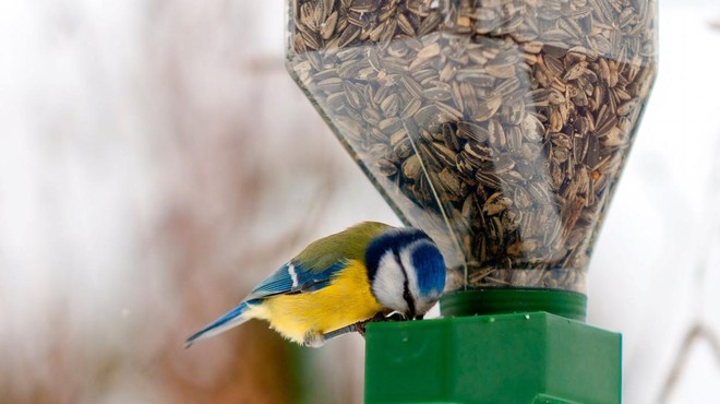 Ali pticam s tem, ko jih hranimo, res pomagamo preživeti? (foto: Profimedia)