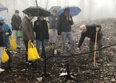 Z dežniki v rokah je več kot 150 srčnih prostovoljcev pomagalo saditi drevesa na Krasu (FOTO)