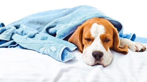 Kdaj ljubljenček potrebuje nujno veterinarsko pomoč in ali veste, da lahko kličete tudi 112?