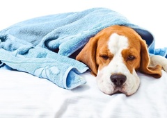 Kdaj ljubljenček potrebuje nujno veterinarsko pomoč in ali veste, da lahko kličete tudi 112?