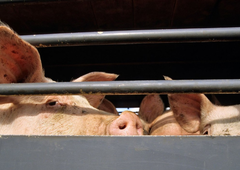 VIDEO: Novi pretresljivi posnetki malomarnega ravnanja z živalmi v eni od slovenskih klavnic