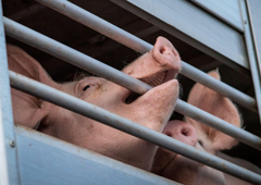 Na nove primere malomarnega ravnanja z živalmi v slovenski klavnici so se odzvali tudi na ministrstvu