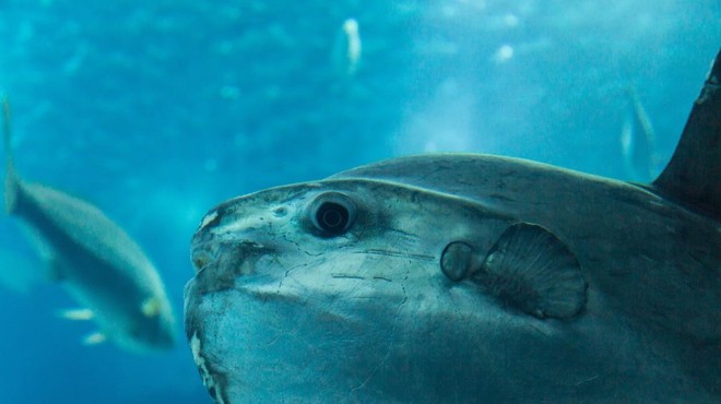 Okoli 5 km pod morjem odkrili še nikoli videno ribo (VIDEO) (foto: Profimedia)