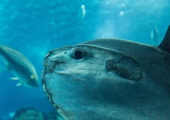 Okoli 5 km pod morjem odkrili še nikoli videno ribo (VIDEO)