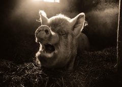 Uprava za varno hrano preučila posnetke iz klavnice v Račah. To so ugotovili