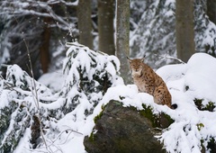 Na Jelovici slovenska ekipa uspešno odlovila risinjo Aido (VIDEO)