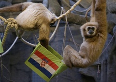 Kdo je najbolj slaven hrvaški vedeževalec, ki mu tokrat napoved ni uspela?