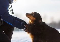 Zakaj je psu treba po vsakem zimskem sprehodu umiti tačke?