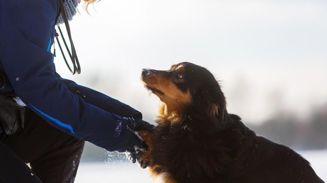 Zakaj je psu treba po vsakem zimskem sprehodu umiti tačke? (foto: Profimedia)