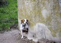 Mučenje psov v Hrvatinih: vaščani so rekli DOVOLJ!