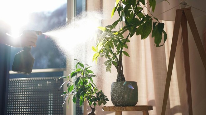 Ogrevanje in notranje rastline: TAKO lahko poskrbite, da bo rastlinam tudi pozimi lepo (foto: Profimedia)