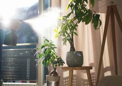 Ogrevanje in notranje rastline: TAKO lahko poskrbite, da bo rastlinam tudi pozimi lepo