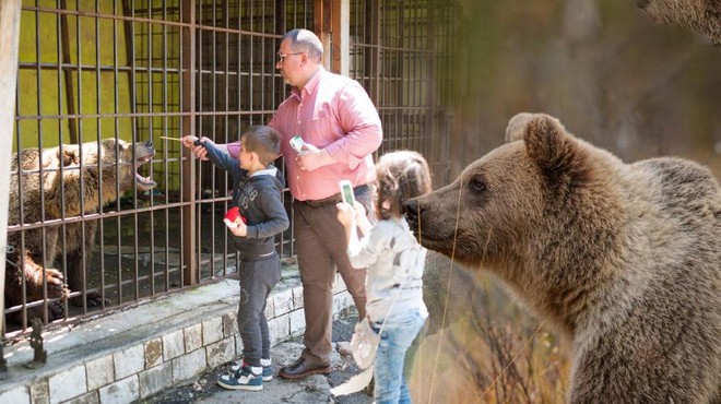 Marko, zadnji albanski 'medved iz gostilne', po 20 letih rešen ujetništva (foto: Profimedia/fotomontaža)