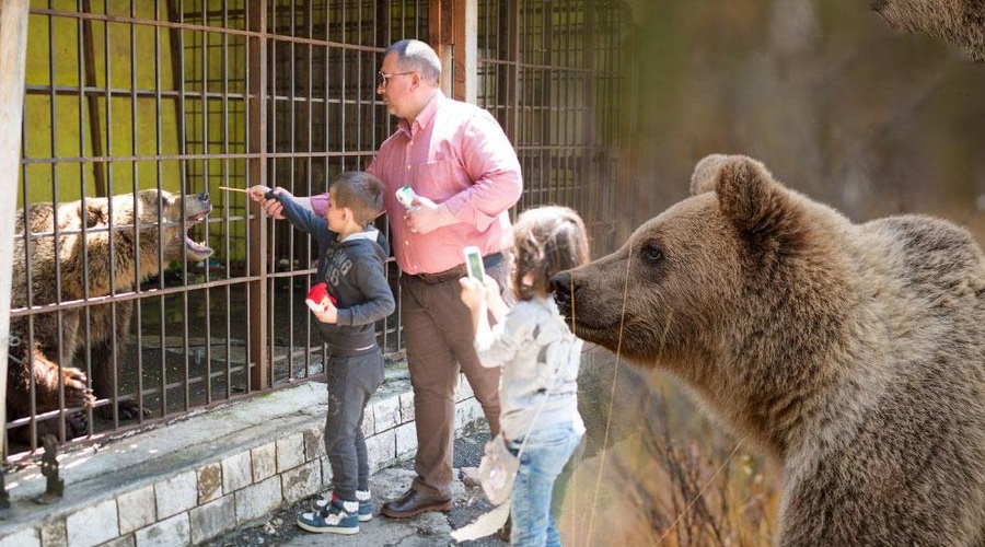Marko, zadnji albanski 'medved iz gostilne', po 20 letih rešen ujetništva (foto: Profimedia/fotomontaža)