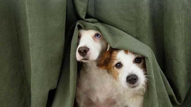 Nasveti, kako ravnati, če se pes boji pirotehnike (foto: Profimedia)