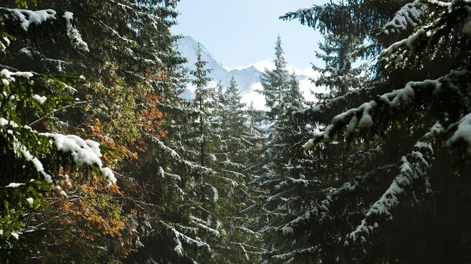 Gozdovi so naše največje bogastvo, kdo najlepše skrbi za njih? (foto: Profimedia)