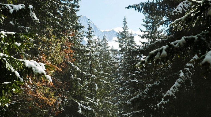 Gozdovi so naše največje bogastvo, kdo najlepše skrbi za njih? (foto: Profimedia)