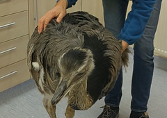 Priljubljeni nandu Nani se je v Slovenijo vrnil v slabem stanju: "Do jutra sva se tresla, da bo še živ"