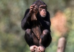 Drama v švedskem živalskem vrtu: trije šimpanzi ustreljeni