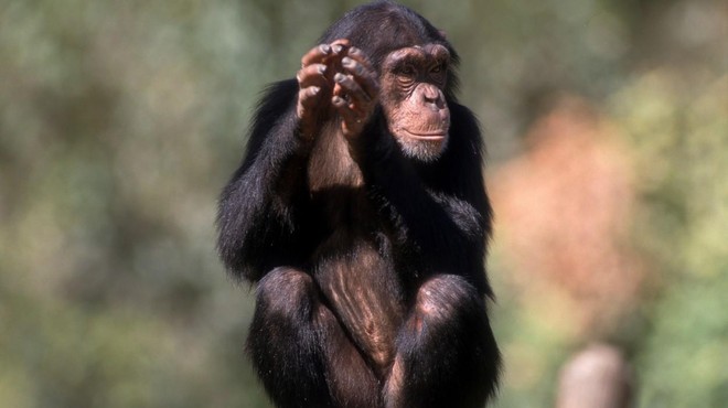 Drama v švedskem živalskem vrtu: trije šimpanzi ustreljeni (foto: Profimedia)