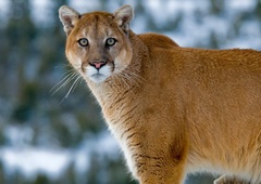 Evtanazirali najbolj slavnega hollywoodskega gorskega leva, ki je dal ljudem upanje