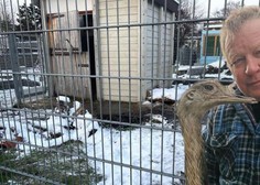 Grozljive razmere v nemškem pasjem zavetišču, kamor so peljali nanduja Nanija