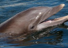 Delfin Prešeren nima samo posebnega imena, postal je tudi absolutni rekorder