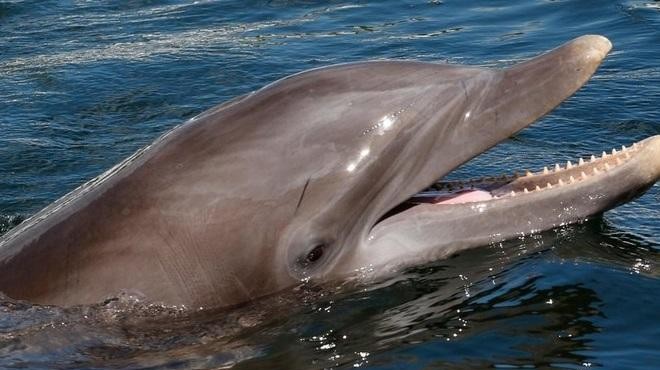 Delfin Prešeren nima samo posebnega imena, postal je tudi absolutni rekorder (foto: Profimedia)