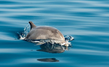 1. DELFIN

Delfini simbolizirajo igrivost in globoko modrost. Pogosto nastopajo kot duhovni učitelji, ki vam pomagajo komunicirati. V keltski mitologiji delfini nastopajo kot varuhi vseh voda in če vas privlači to bitje, se verjetno tudi osebno zavzemate proti onesnaževanju voda in se trudite živeti v skladu z naravo. Delfini ponazarjajo tudi krog življenja - konec in začetek nečesa novega. 

Kliknite NAPREJ.