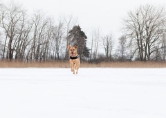 Največja napaka lastnikov, ko jim pobegne pes (ne naredite je!)