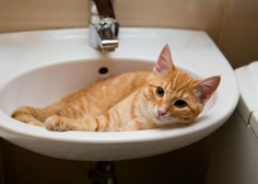 Zakaj vam vaša mačka vsepovsod sledi (tudi, ko greste na WC)?